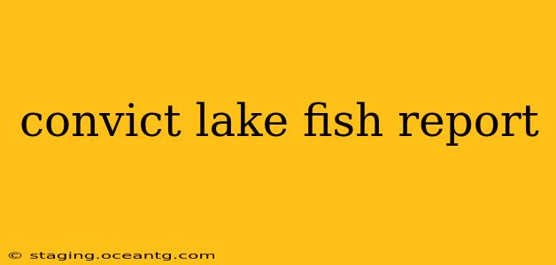 convict lake fish report