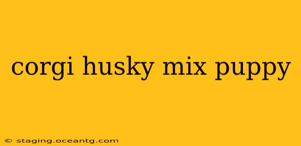 corgi husky mix puppy