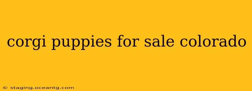 corgi puppies for sale colorado