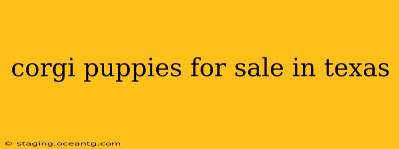 corgi puppies for sale in texas