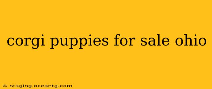 corgi puppies for sale ohio
