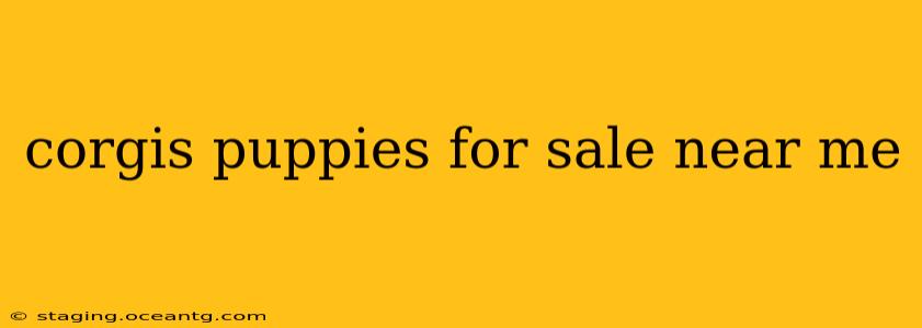 corgis puppies for sale near me