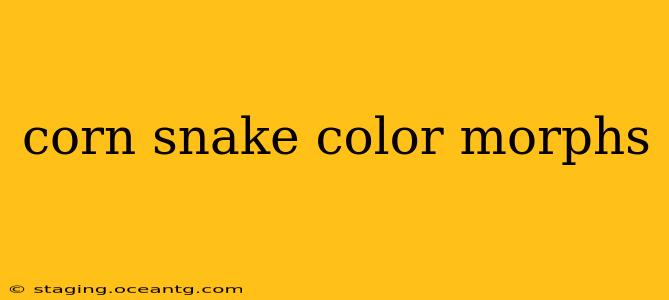 corn snake color morphs