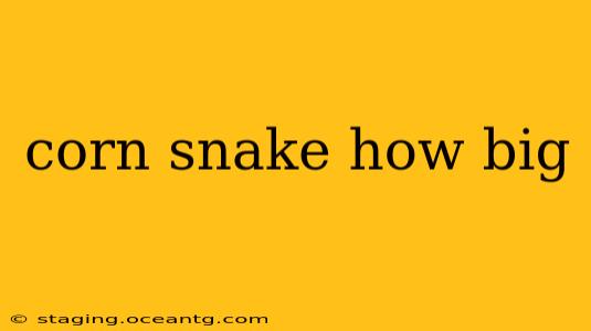 corn snake how big