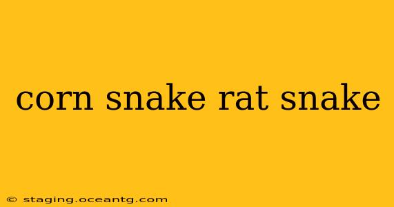 corn snake rat snake