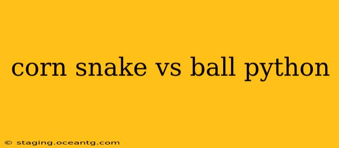 corn snake vs ball python