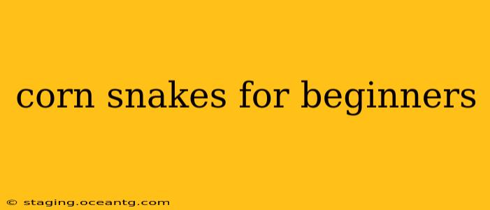 corn snakes for beginners