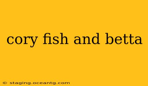 cory fish and betta