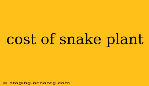 cost of snake plant