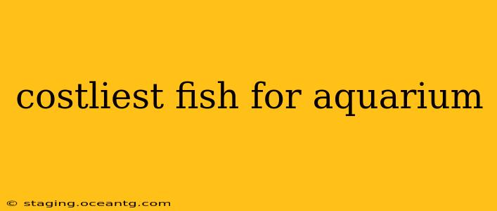 costliest fish for aquarium