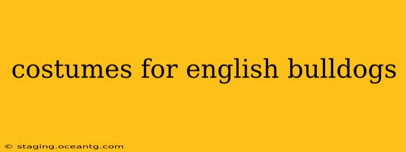 costumes for english bulldogs