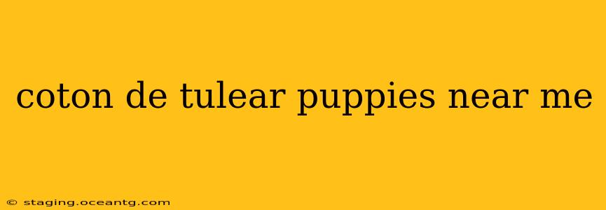 coton de tulear puppies near me