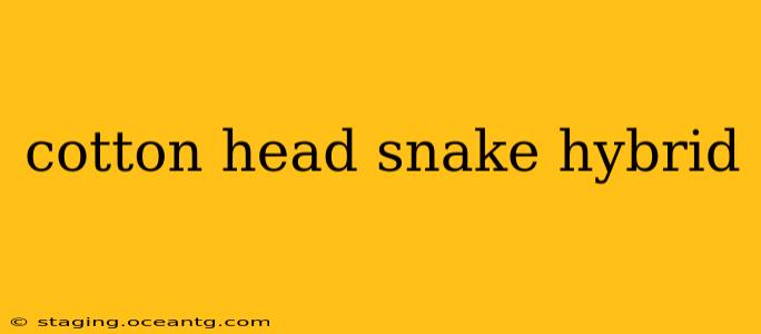 cotton head snake hybrid