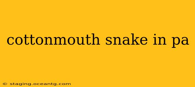 cottonmouth snake in pa