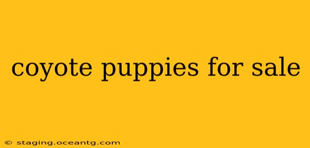 coyote puppies for sale