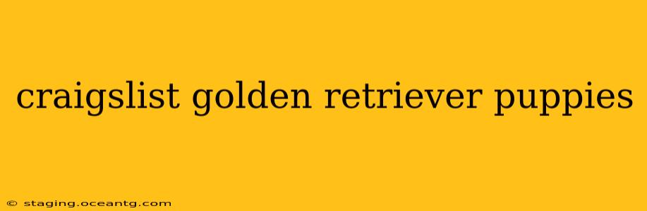 craigslist golden retriever puppies
