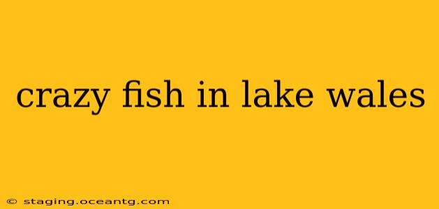 crazy fish in lake wales