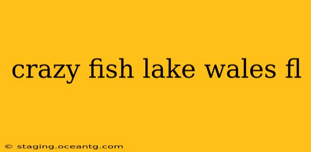 crazy fish lake wales fl