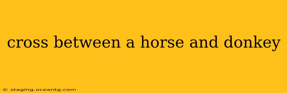 cross between a horse and donkey