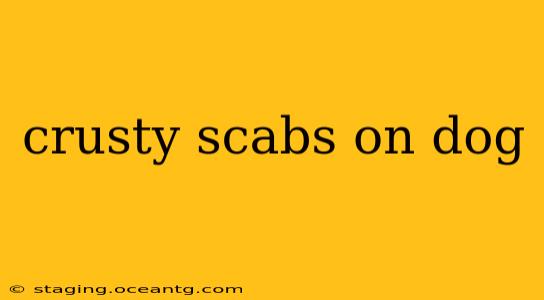 crusty scabs on dog