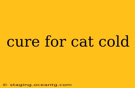 cure for cat cold