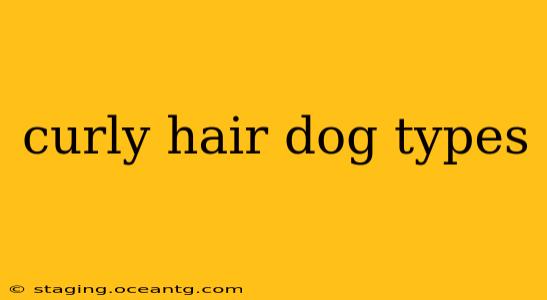 curly hair dog types