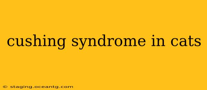 cushing syndrome in cats