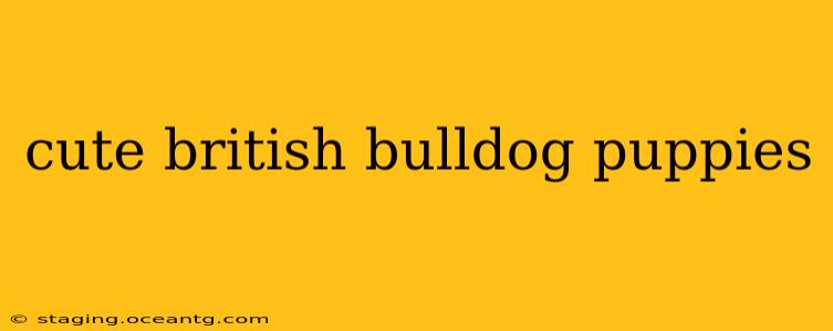 cute british bulldog puppies