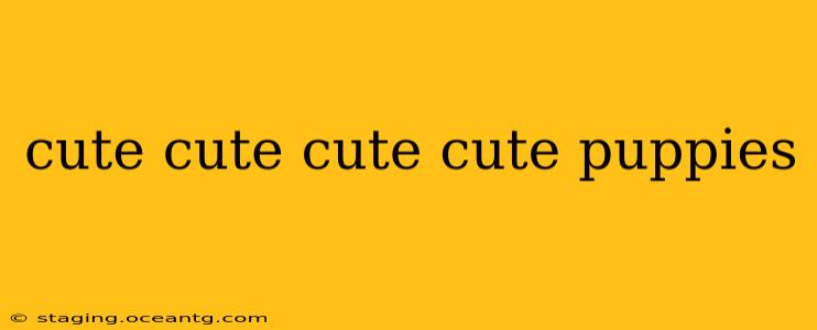 cute cute cute cute puppies