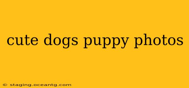 cute dogs puppy photos