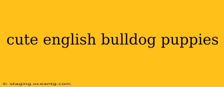cute english bulldog puppies