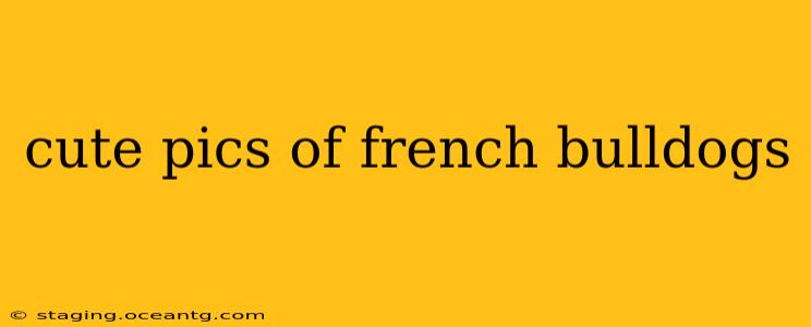 cute pics of french bulldogs