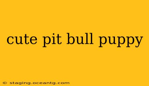cute pit bull puppy