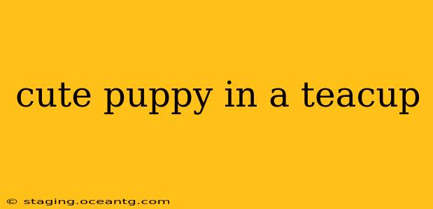 cute puppy in a teacup