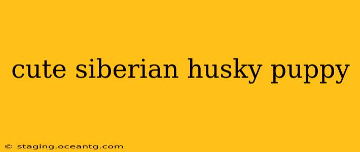 cute siberian husky puppy