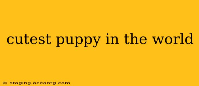 cutest puppy in the world