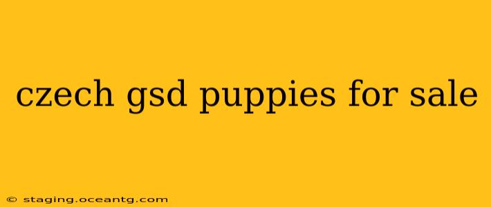 czech gsd puppies for sale