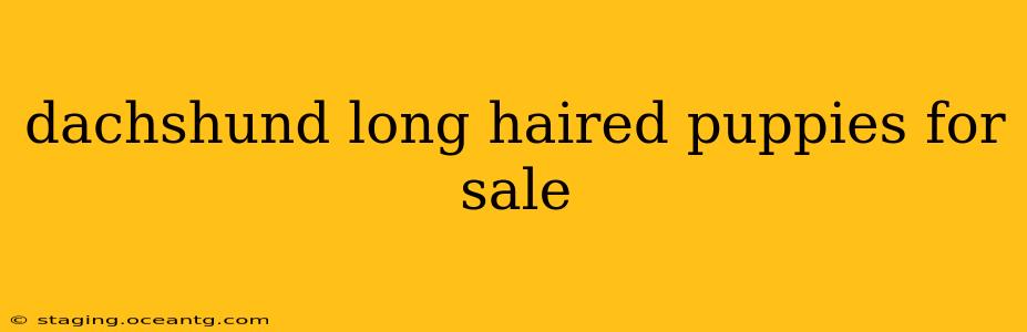 dachshund long haired puppies for sale