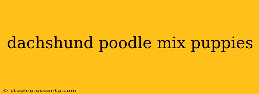 dachshund poodle mix puppies