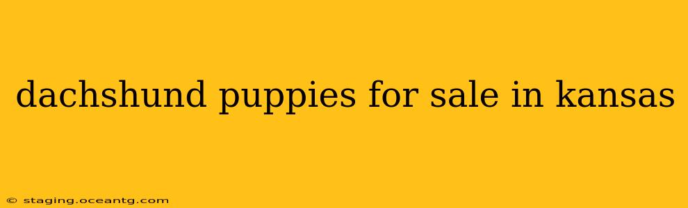dachshund puppies for sale in kansas