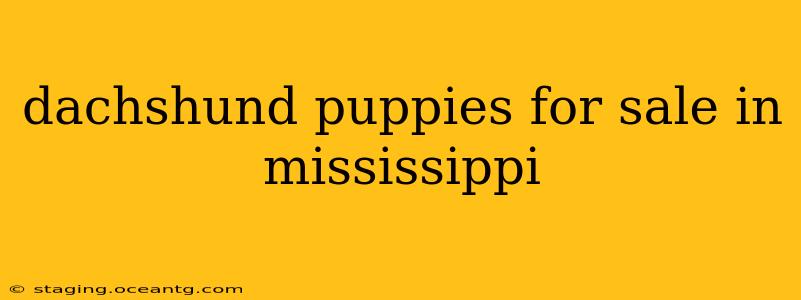 dachshund puppies for sale in mississippi