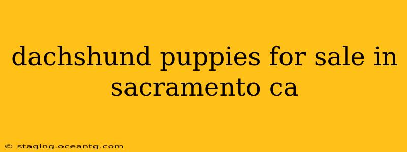 dachshund puppies for sale in sacramento ca