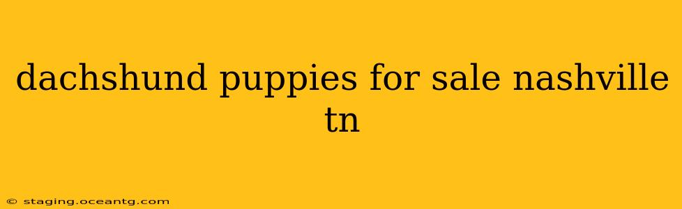 dachshund puppies for sale nashville tn