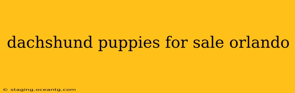 dachshund puppies for sale orlando