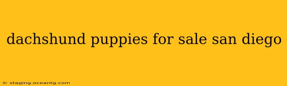 dachshund puppies for sale san diego