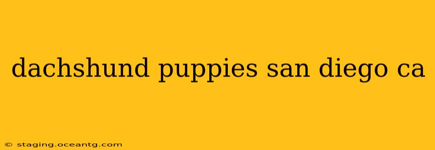 dachshund puppies san diego ca
