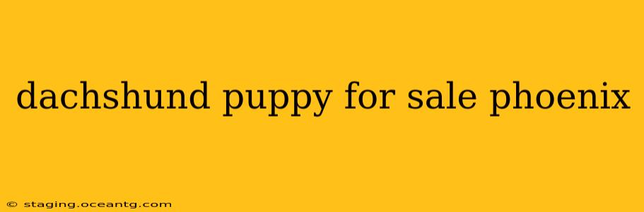 dachshund puppy for sale phoenix