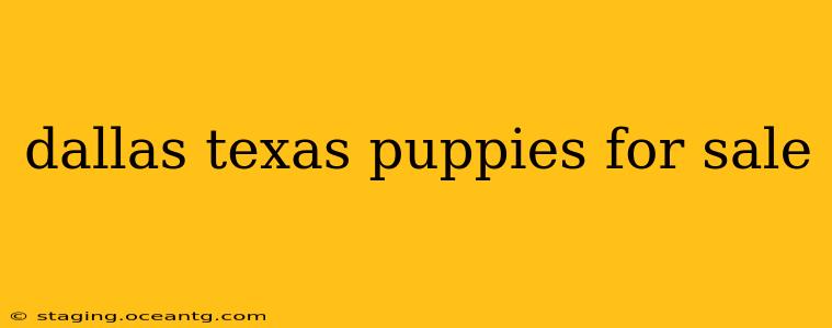 dallas texas puppies for sale