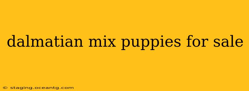dalmatian mix puppies for sale