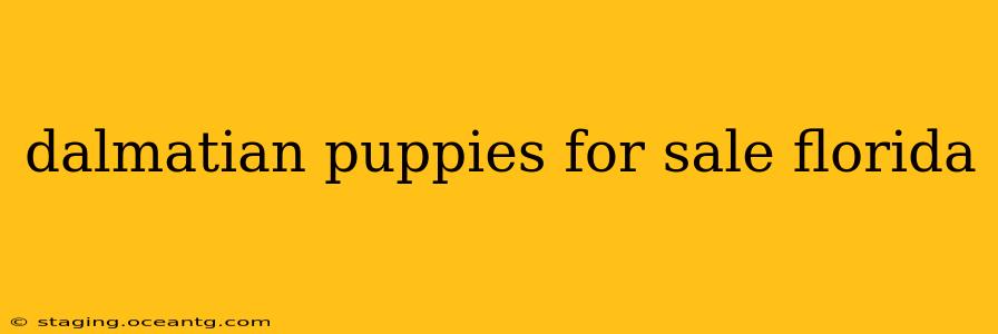 dalmatian puppies for sale florida